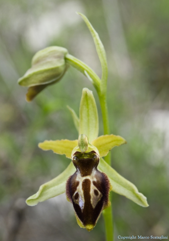 Ibrido papilionacea x morio e altra specie